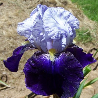 Night Edition (Schreiner, 1981)